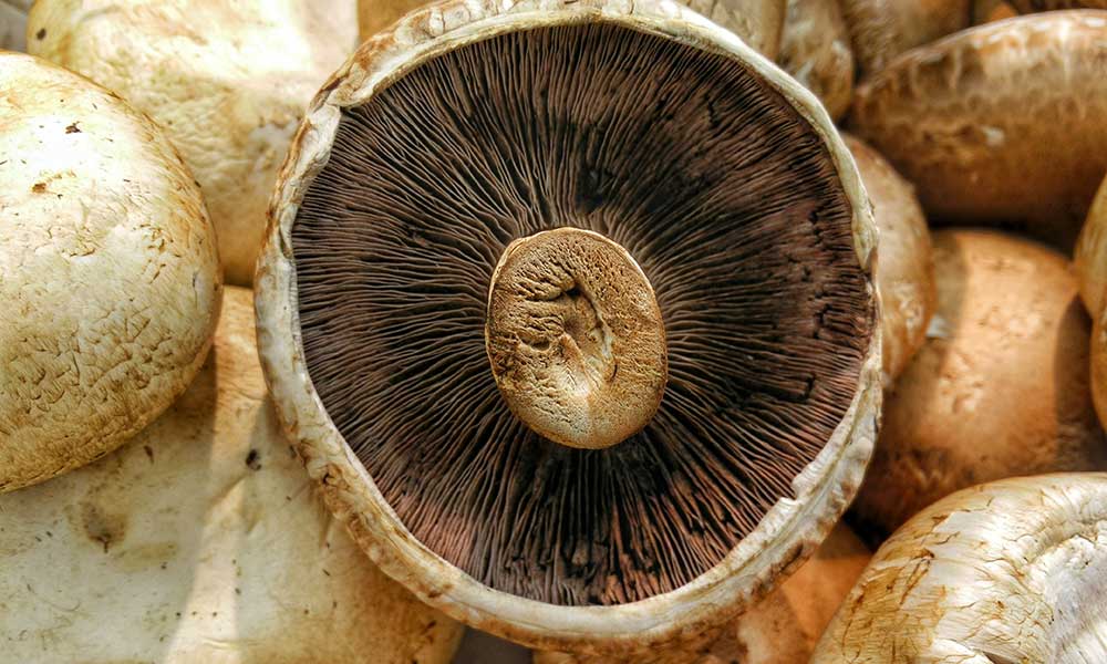 mushrooms in the Jewish world