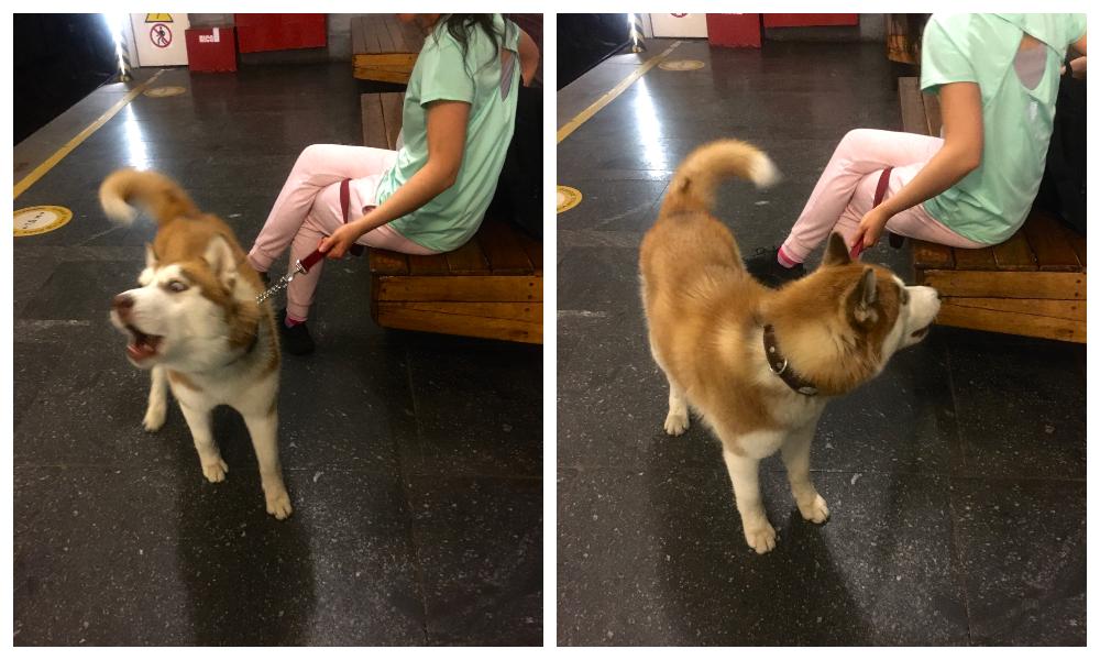 An abandoned dog sits with his new owner.