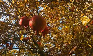 Pomegranate