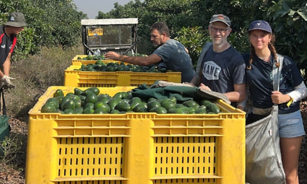 a man and a young woman stand next to a large yellow crate full of green avocados