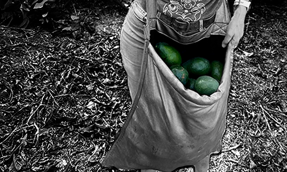 a black and white image of a woman holding a sack full of avocados, which are in color.