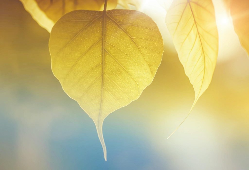 leaves
