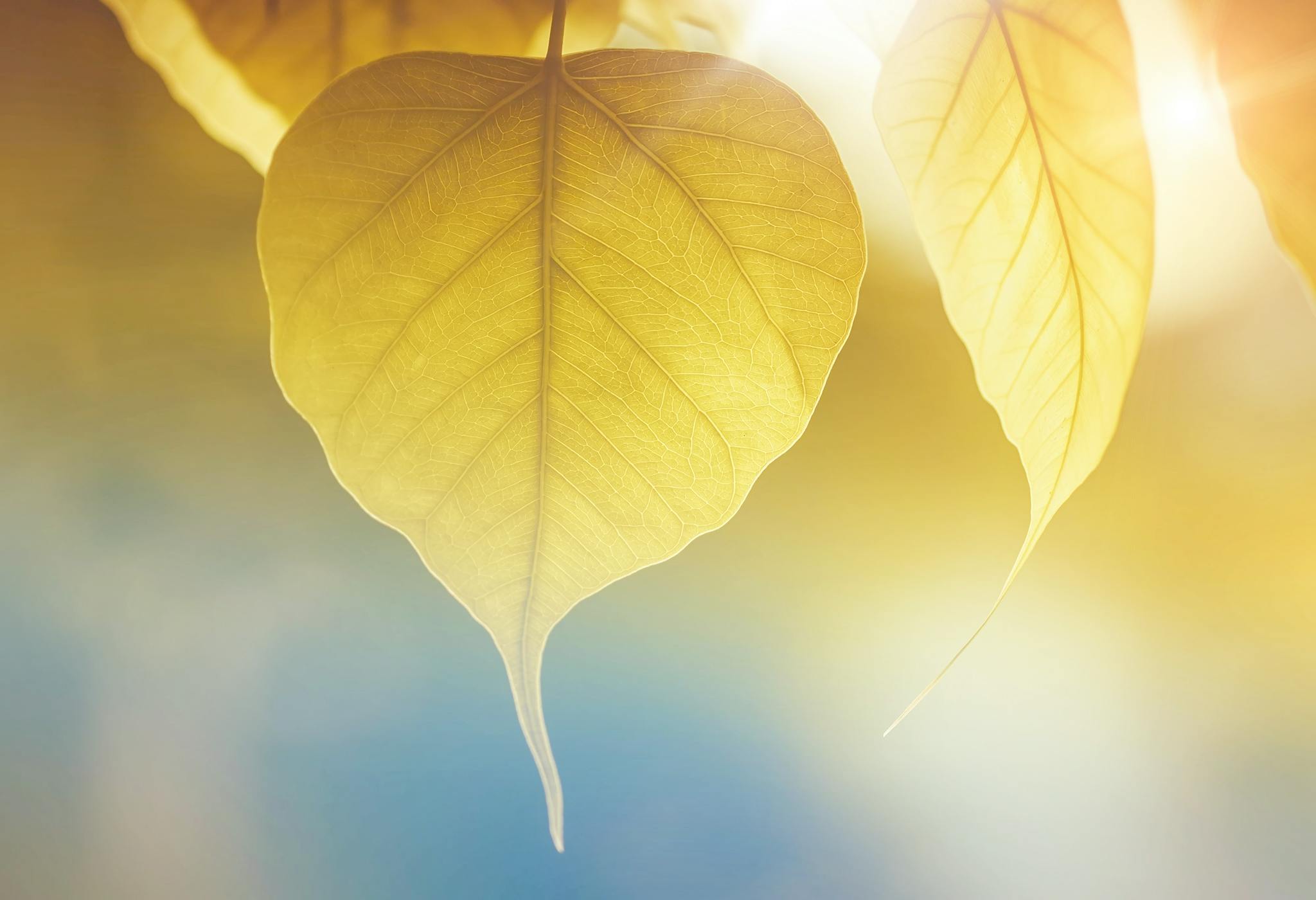 leaves