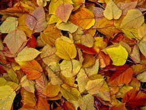Fall leaves