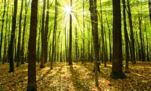 what is Tu B'Shevat