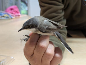 Orphean Warbler