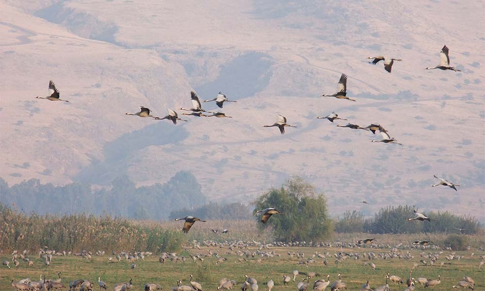 Cranes migrating in the Hula Lake region of Israel.